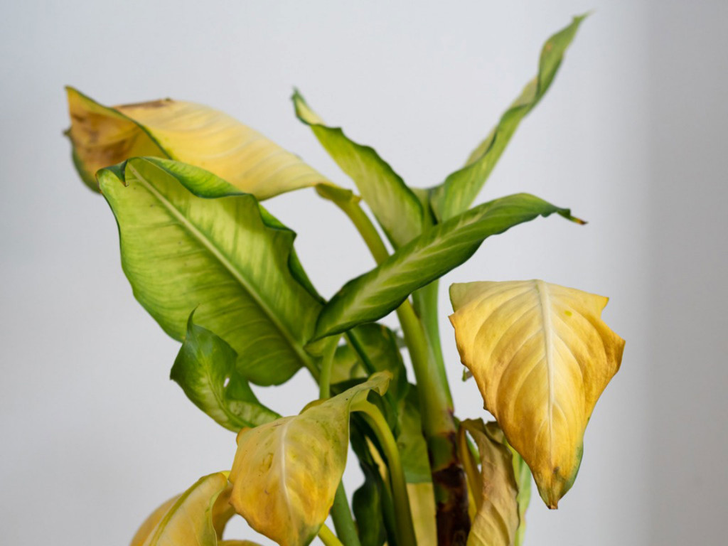 6 دلیل زرد شدن برگ های گیاهان آپارتمانی