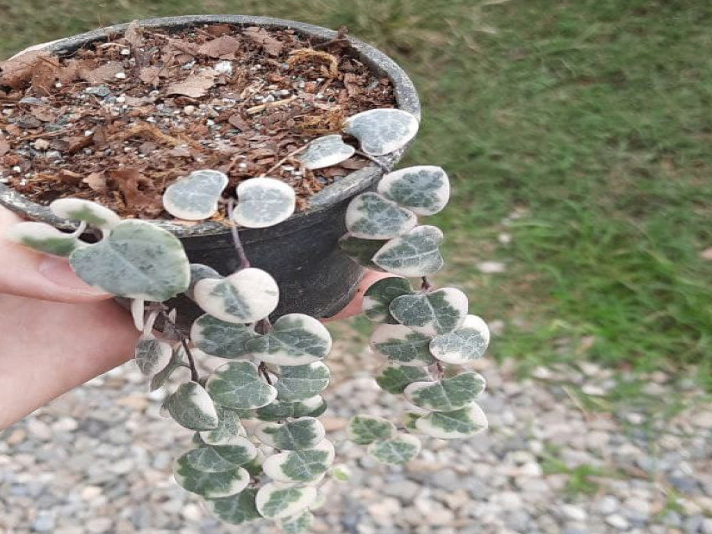 سروپژیا وودی ابلق
