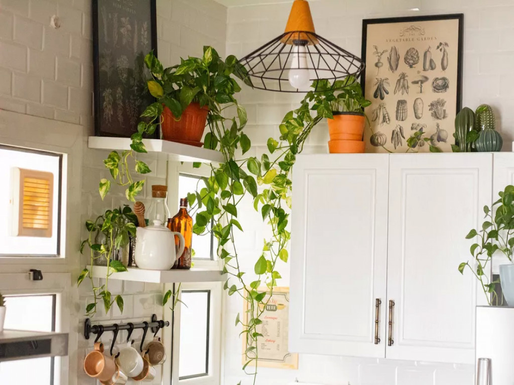 10 گیاه آپارتمانی مناسب برای رشد در آشپزخانه شما