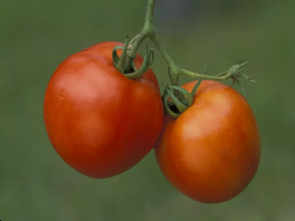 چگونه گوجه فرنگی زودرس پرورش دهیم؟