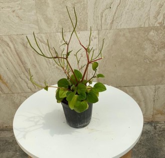 پپرومیا چروک سبز