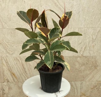 فیکوس یاقوتی چندشاخه