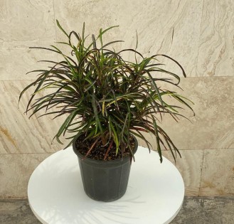 کروتون رشته‌ ای