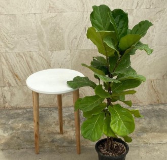 فیکوس لیراتا سه بوته کوچک