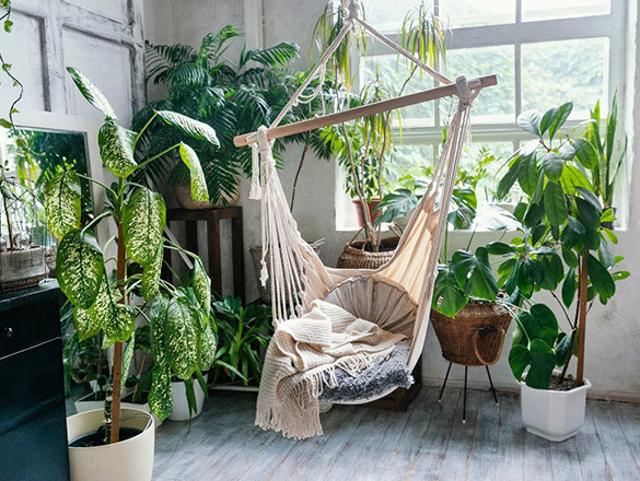 گیاهان اتاق خواب